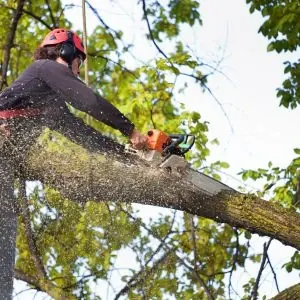 24/7 Emergency Tree Service in Grand Island NY