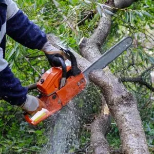 Tree Trimming & Pruning in Grand Island NY