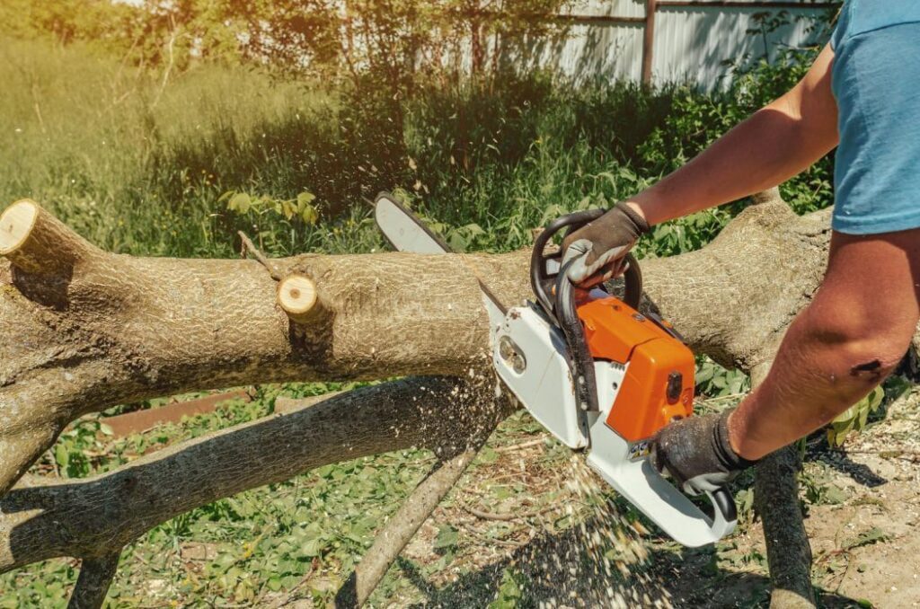 Tree removal Buffalo NY