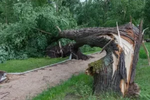 Tree Removal Buffalo NY