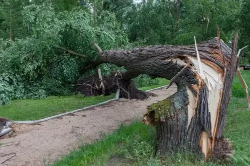 A diseased tree cut down in a tree cutting project