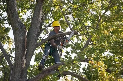 An arborist in action in a tree trimming & pruning project in Grand Island NY