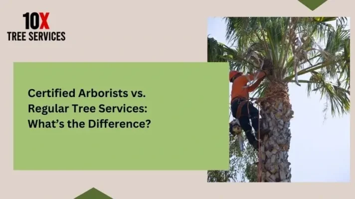 Certified Arborists vs. Regular Tree Services: What’s the Difference?