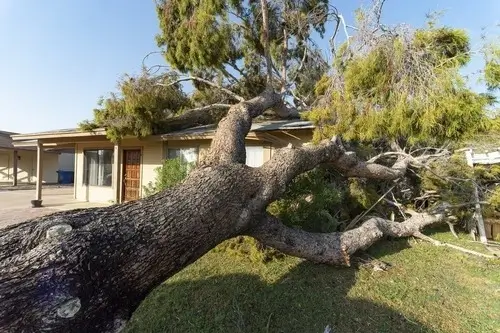 Emergency tree removal is required because the tree has fallen onto a house in Grand Island NY