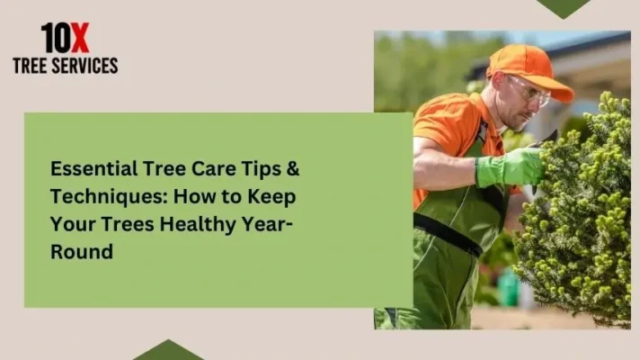 Essential Tree Care Tips & Techniques: How to Keep Your Trees Healthy Year-Round