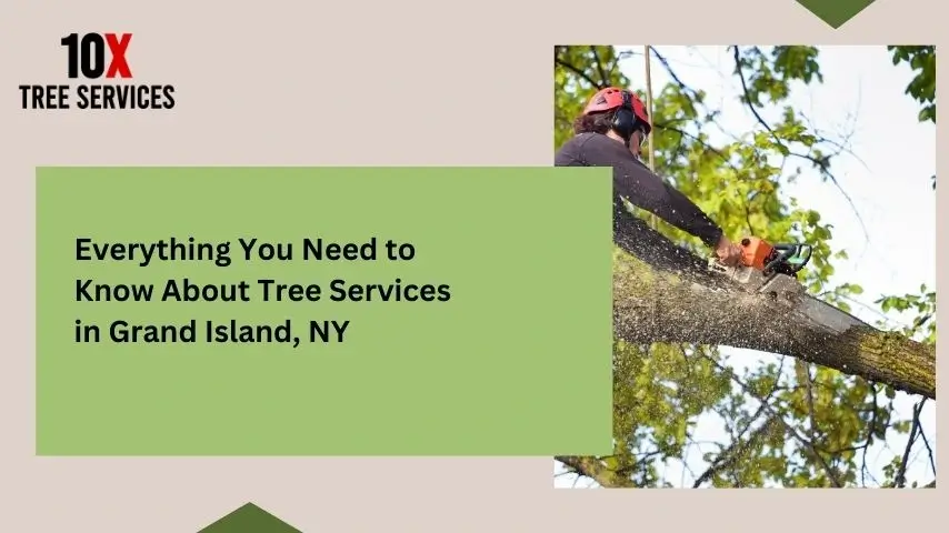 Everything You Need to Know About Tree Services in Grand Island, NY