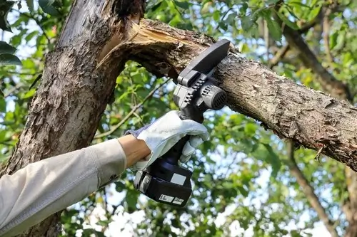 ISA certified arborist trimming a broken branch of an apple tree with a light chain saw