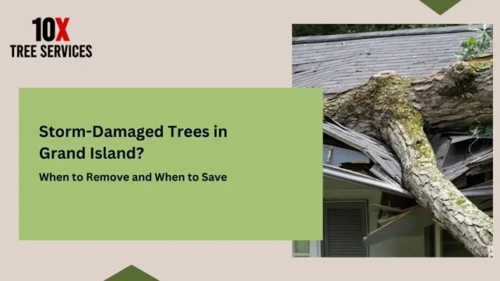 Storm-Damaged Trees in Grand Island? When to Remove and When to Save