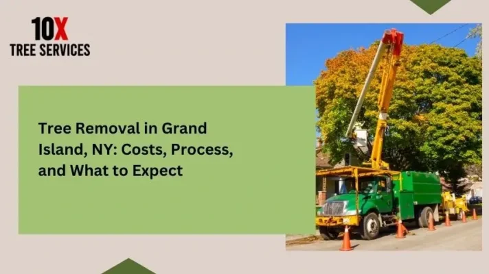 Tree Removal in Grand Island, NY: Costs, Process, and What to Expect