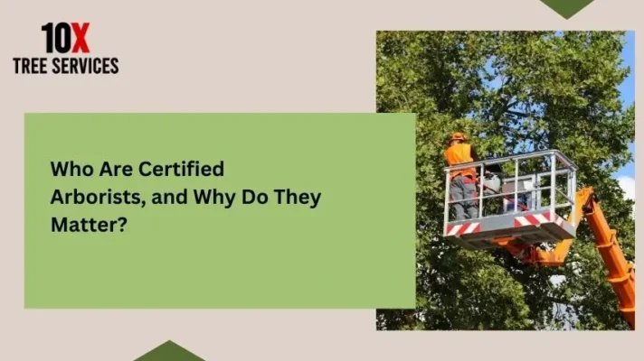 Who Are Certified Arborists, and Why Do They Matter