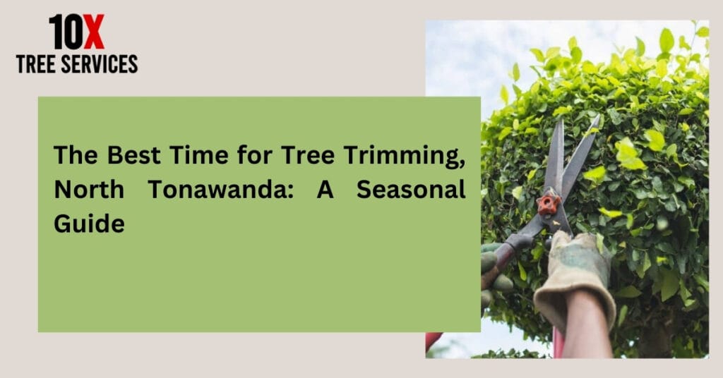 Tree trimming tips for seasonal maintenance by 10X Tree Services in North Tonawanda.