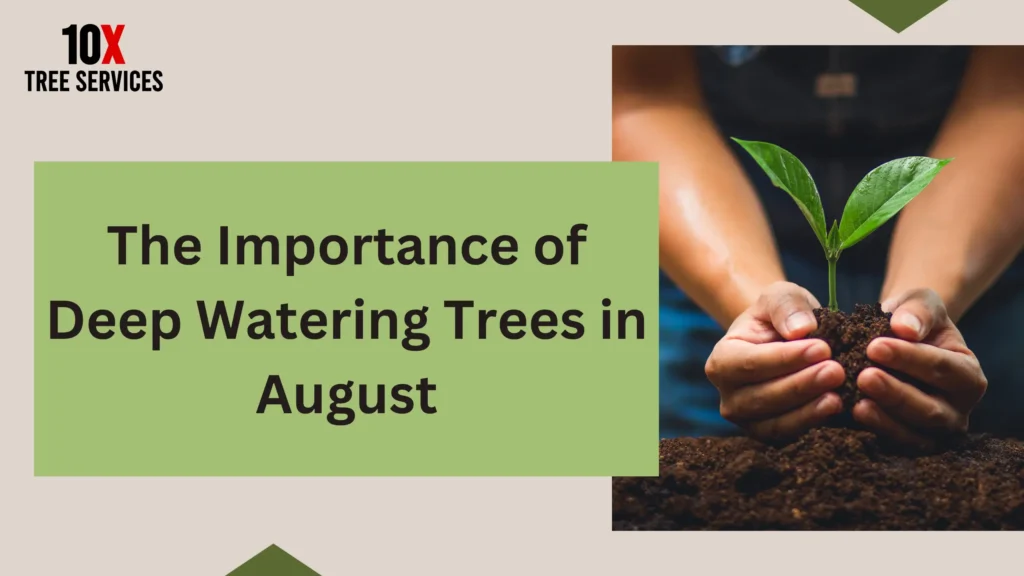 The Importance of Deep Watering Trees in August