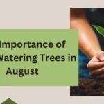 The Importance of Deep Watering Trees in August