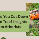 Cut Down a Large Tree