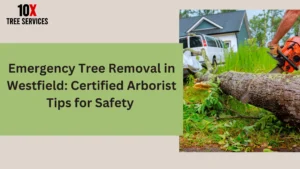 Emergency Tree Removal