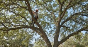 professional tree care company