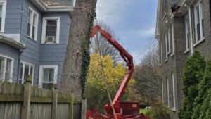 Emergency Tree Removal Portrage Rd Niagara Falls NY