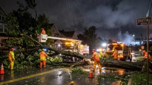 immediate emergency tree removal Buffalo Avenue