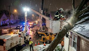 urgent tree cutting Ontario Ave Niagara Falls NY