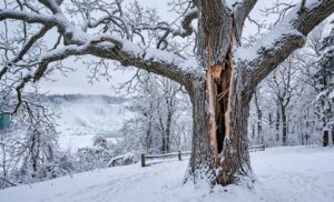 Arborists Consultation Niagara Falls NY