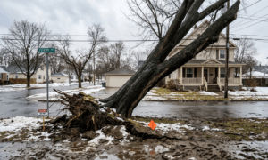 Tree Removal Ferry Avenue Niagara Falls WNY