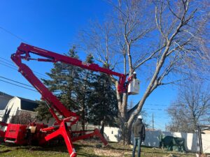 Tree removal La Salle Niagara Falls NY