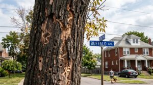 Tree removal Buffalo Ave Niagara Falls NY