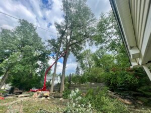 Tree removal Niagara Falls NY