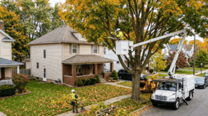 tree Service Niagara Falls NY