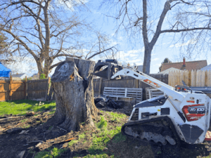 Tree Removal Niagara Falls NY