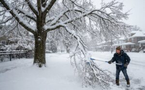 Snow Damage Tree Removal Buffalo NY