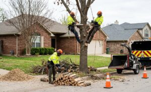 Tree Removal Buffalo NY