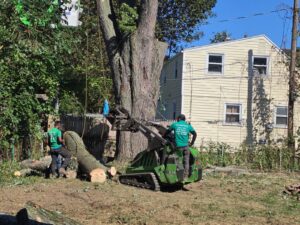 Tree Removal Buffalo NY