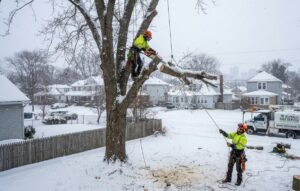 Tree Service Buffalo NY